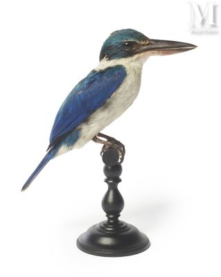 a blue and white bird sitting on top of a black stand
