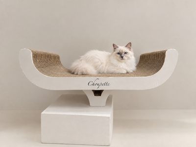 un chat blanc assis sur un panier pour chat