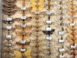 many different types of insects displayed in a display