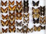 de nombreux types de papillons exposés dans un cadre blanc