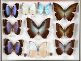 de nombreux papillons exposés dans une vitrine