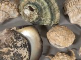 a lot of shells that are sitting on a table