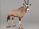 une petite antilope debout sur une surface grise