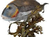an image of a fish on a stand with seaweed