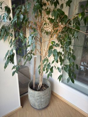 a potted plant in front of a window on a wooden floor