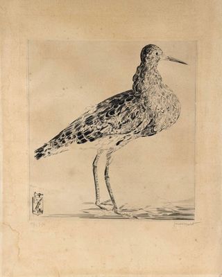 dessin représentant un oiseau au long bec, posé sur le sol