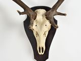 a deer skull with antlers mounted on a wall