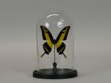 yellow and black butterfly in a glass clochet on a black base
