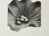 black and white photograph of a flower with eggs in it