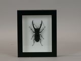 a black and white picture of a beetle in a black frame