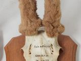 two stuffed animals that are sitting on a wooden plaque