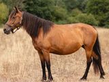 un cheval qui se tient dans un champ d'herbe sèche