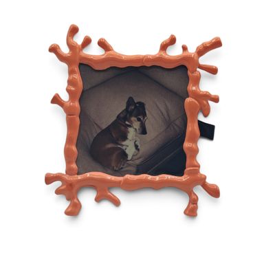 a picture of a dog that is laying in a dog bed