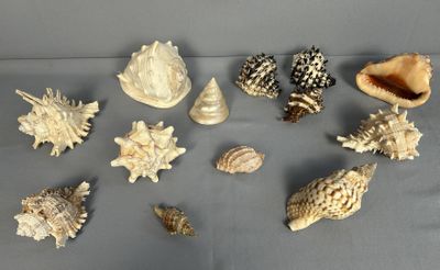 un grand nombre de coquilles qui sont sur la table