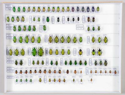 une photo encadrée représentant une collection de coléoptères, exposée dans un cadre blanc