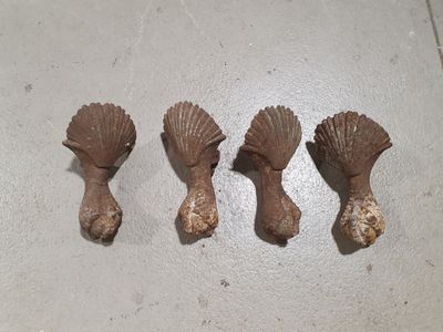 trois coquilles posées les unes à côté des autres sur le sol