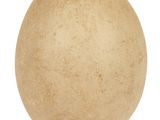 an egg on a white background with a white background