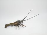 un gros homard qui est allongé par terre