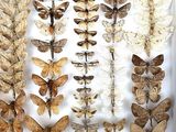 many different types of moths displayed in a white box