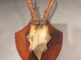 a deer skull mounted on a wooden shield on a table