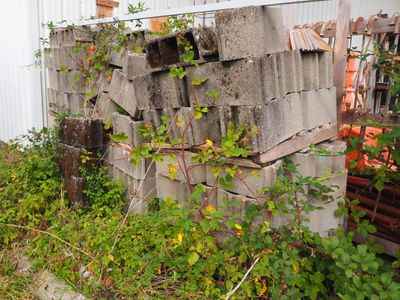 une borne d'incendie située à côté d'un mur d'où poussent des plantes