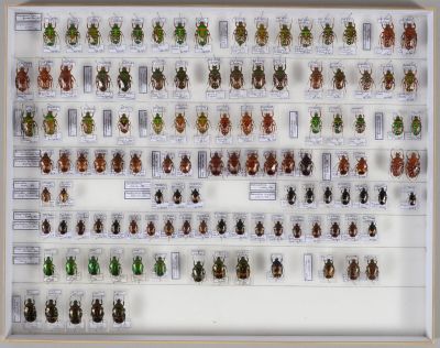 de nombreux insectes exposés dans une vitrine