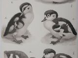 many different kinds of birds that are shown in this picture