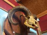 a goat ' s head mounted on the wall of a room