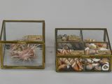 two glass boxes with shells inside of them on a table