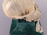 an image of a skull on a green base with writing on it