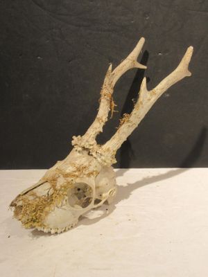 a deer skull that is sitting on a table