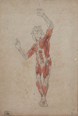 an image of a drawing of a man with muscles on his body
