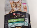 le chat est assis dans un sac de nourriture pour chats « Prop Plan »