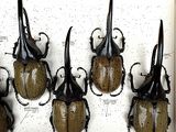 six beetles are sitting on a white board with black spots