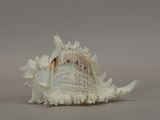 a large shell that is sitting on a table