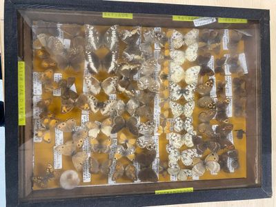 a picture of a picture of a display of different types of rocks