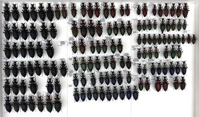 a white frame holds a display of beetles and other insects