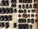 a lot of beetles that are on display in a case