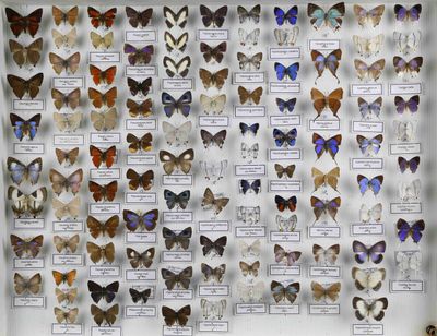 de nombreux types de papillons exposés dans une vitrine