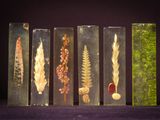 five glass vials with different types of plants in them