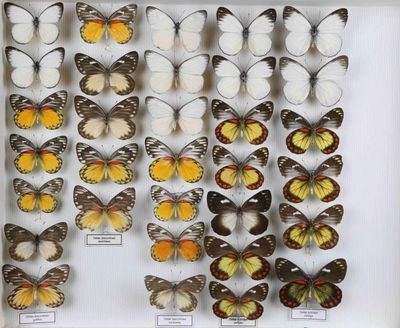de nombreux types de papillons différents présentés dans une vitrine