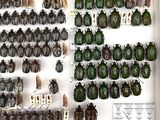 a lot of bugs that are on display in a box