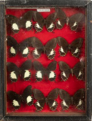 a close up of a display of butterflies in a glass case