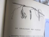 un livre ouvert sur lequel est dessiné un végétal