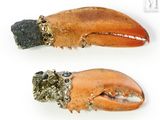 deux homards assis l'un à côté de l'autre