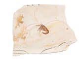 un gros plan sur un morceau de papier sur lequel se trouve une crevette
