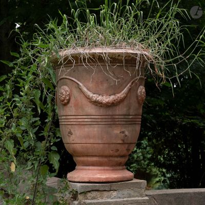 une plante qui pousse dans un grand pot