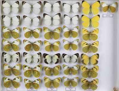 de nombreux types de papillons différents présentés dans une vitrine