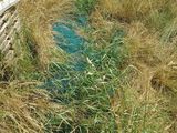 a small stream running through a grassy field next to a wooden fence
