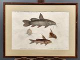 la photo d'une photo représentant un poisson, dans un cadre